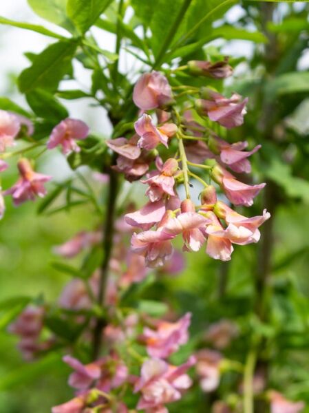 Chimären-Goldregen / Laburnocytisus adamii