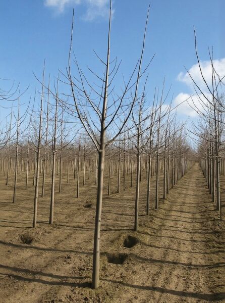 Prunus domestica 'Königin Victoria' / Pflaume 'Königin Victoria' Hochstamm 16-18 StU mit Drahtballen, laubfrei im Feld stehend
