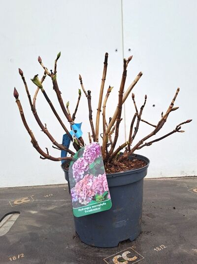 Hydrangea macrophylla 'Freudenstein' / Bauern-Hortensie 'Freudenstein', 30–40 cm, im C2.5-Topf mit aufrechten Trieben und Knospen