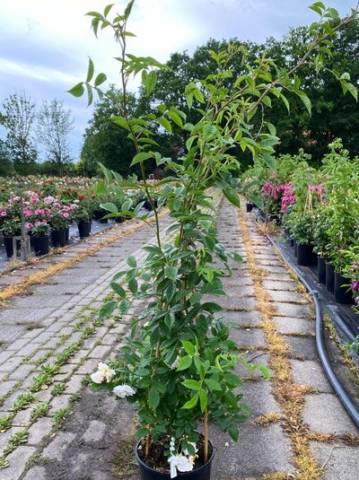 Rosa 'Lykkefund' / Kletterrose 'Lykkefund' C5, aufrecht wachsend im schwarzen Topf mit grünen Trieben und Blättern, einzelne Blüten sichtbar