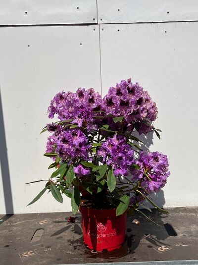 wie schreibt man rhododendron Rhododendron Dandy Man® Pink main image 1
