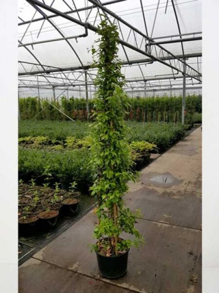 Trachelospermum jasminoides / Sternjasmin