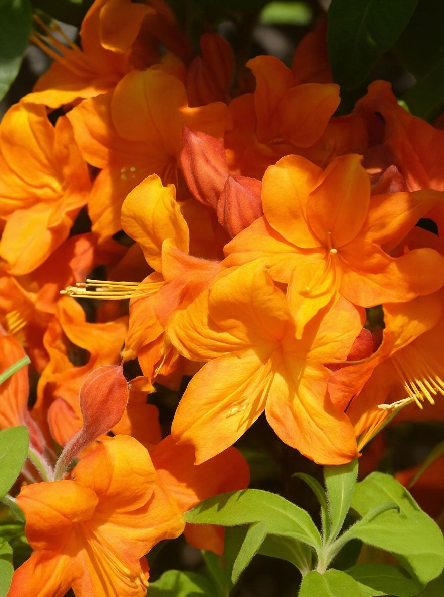 Laubabwerfende Azalee 'Golden Eagle'