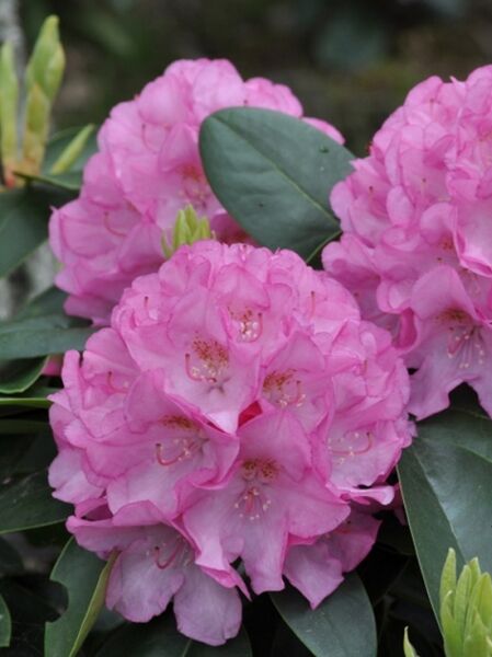 Rhododendron brachycarpum 'Schloß Höllinghofen' / Rhododendron 'Schloß Höllinghofen' mit rosafarbenen Blüten und dunkelgrünen Blättern