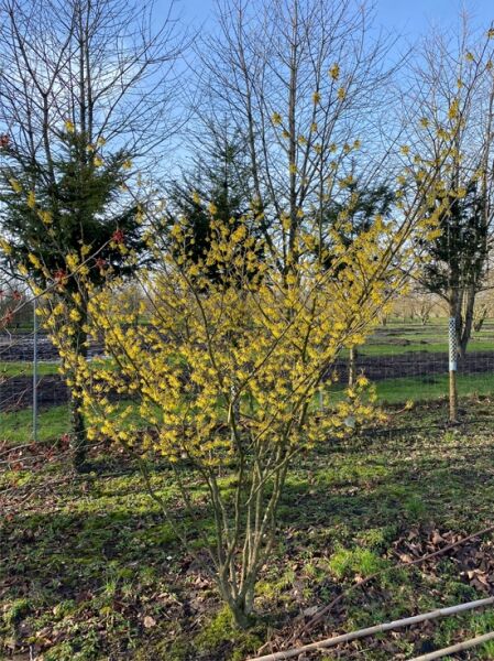 Zaubernuss 'Arnold Promise'  (Nr. 310) / Hamamelis intermedia 'Arnold Promise' mehrstämmig  150-200 cm Breit x 225-250 cm Hoch