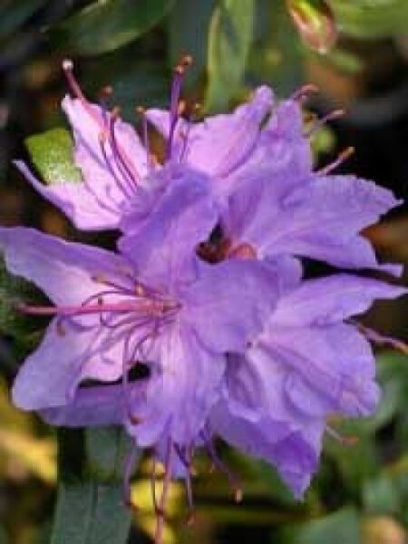 Rhododendron impeditum 'Gristede' / Zwerg-Rhododendron 'Gristede'