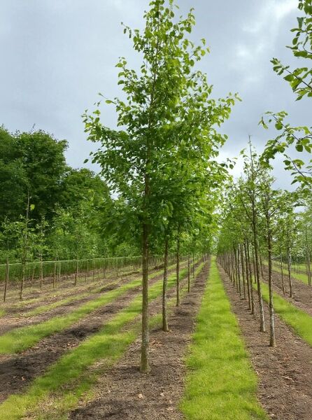 Herzblättrige Erle (Alnus cordata), Hochstamm 16-18 StU, gerader Stamm mit grüner Laubkrone in Baumschulreihe.