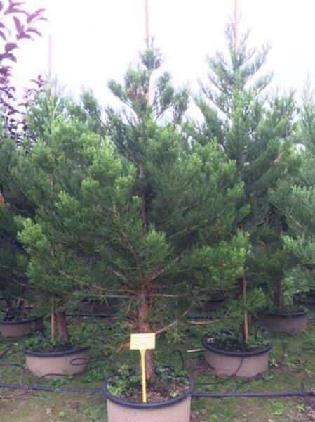 Sequoiadendron giganteum 'Greenpeace' / Mammutbaum 'Greenpeace'
