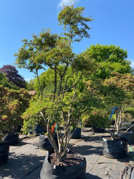 Glockige Prachtglocke / Glockige Prachtglocke