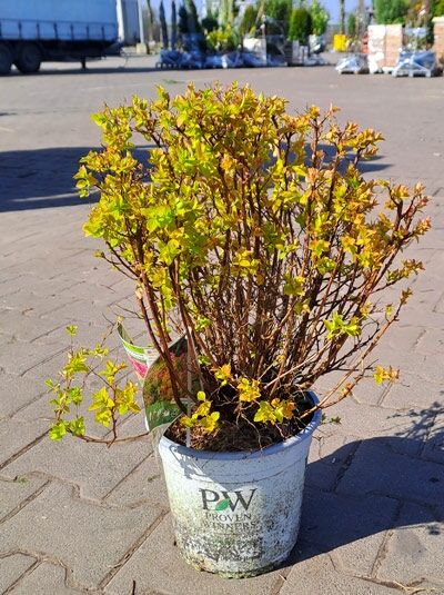 Japan-Spiere 'Double Play Gold' / Japan-Spiere 'Double Play Gold'