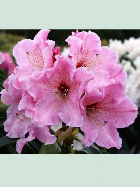 Rhododendron 'Spätlese' / Rhododendron discolor 'Spätlese'