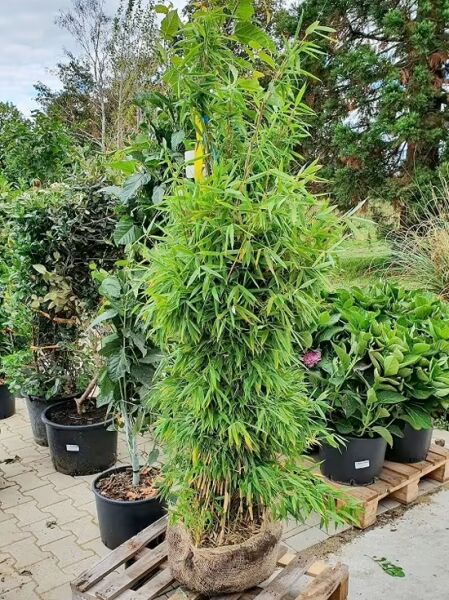 Gartenbambus &#039;Simba&#039; / Fargesia murielae &#039;Simba&#039;