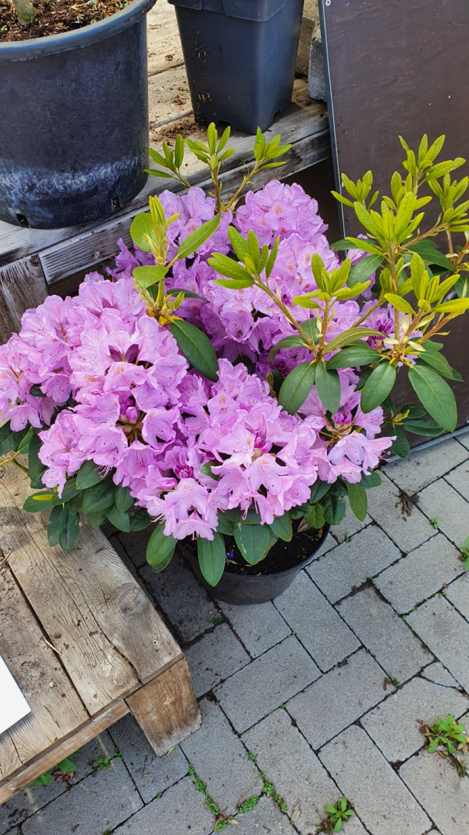 Catawba-Rhododendron 'Grandiflorum' - Rhododendron catawbiense 'Grandiflorum '