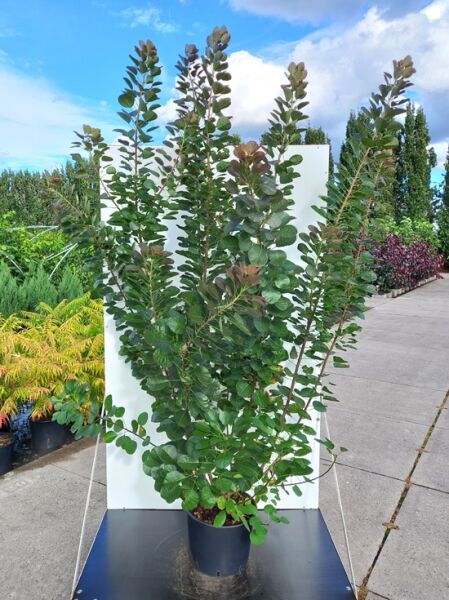 Cotinus coggygria 'Flamissimo' (Perückenstrauch) im Topf, Sorte Flamissimo, ca. 125–150 cm, Container C20, aufrechter Wuchs mit grünen Blättern.