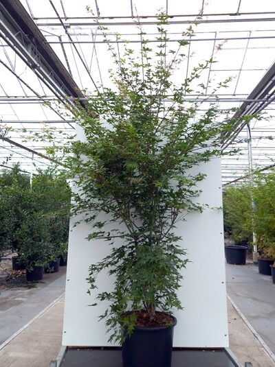 Japanischer Ahorn (Acer palmatum 'Deshojo') im Topf, mehrstämmiger Wuchs, grüne fächerförmige Blätter, 175–200 cm, C50