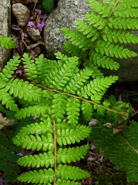 Polystichum makinoi / Glänzender Schildfarn, grüne gefiederte Farnwedel mit glänzenden Fiederblättchen in Nahaufnahme