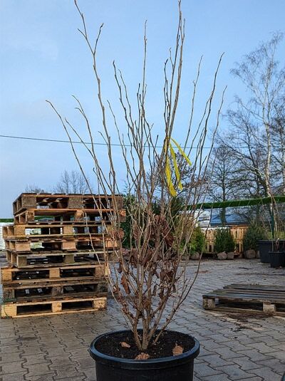 Zaubernuss 'Amethyst' / Zaubernuss 'Amethyst'