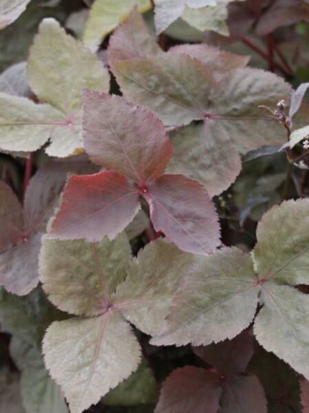 Rotblättrige Japan-Petersilie (Cryptotaenia japonica f. atropurpurea) mit purpurgrünen, dreiteiligen Blättern und gezähntem Rand.