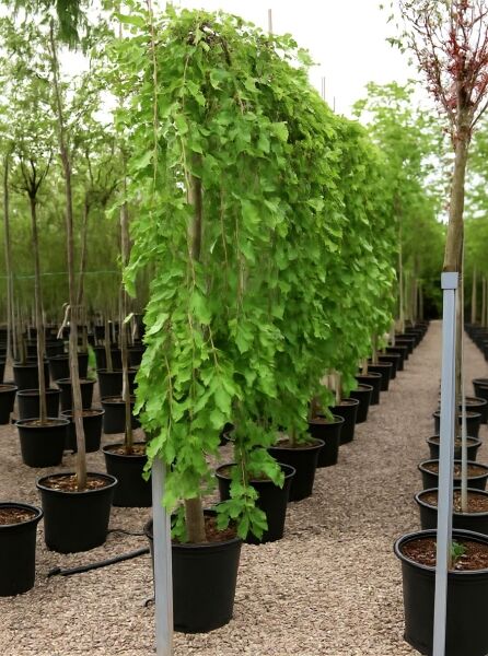 Morus alba 'Pendula' / Hängender weißer Maulbeerbaum 'Pendula', Hochstamm im Container mit überhängender Krone und grünen Blättern