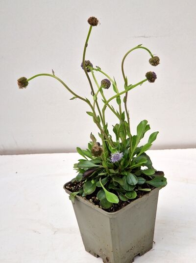 Globularia punctata (Kriechende Kugelblume) im Topf P9 mit grünen Blättern und kugeligen, violetten Blütenköpfen.