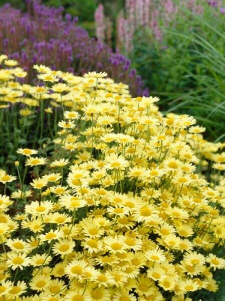 Färber-Kamille 'E.C Buxton' / Anthemis hybrida 'E.C Buxton'