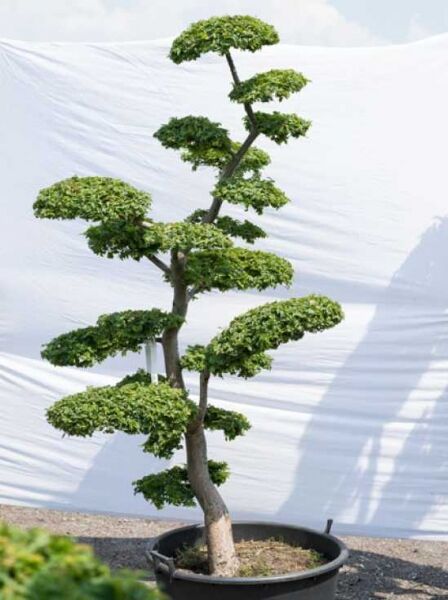 Ulmus minor ‘Jacqueline Hillier’ (Feldulme), Garten-Bonsai im Topf, H 200 cm, B 130 cm, mit etagenförmiger Krone (589)