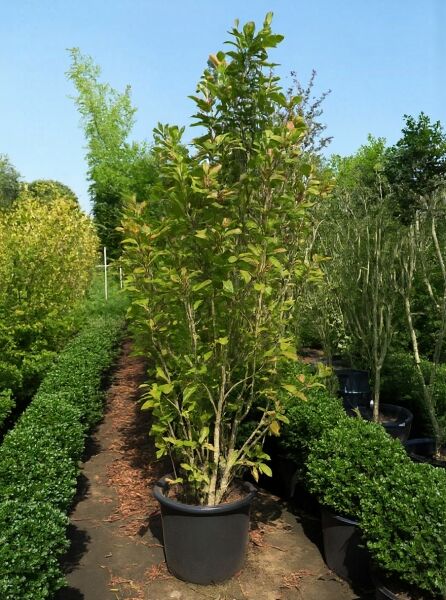 Magnolia liliiflora 'Susan' / Rote Tulpenmagnolie 'Susan' 175-200 cm C35, mehrstämmiger Strauch im Container mit Laub