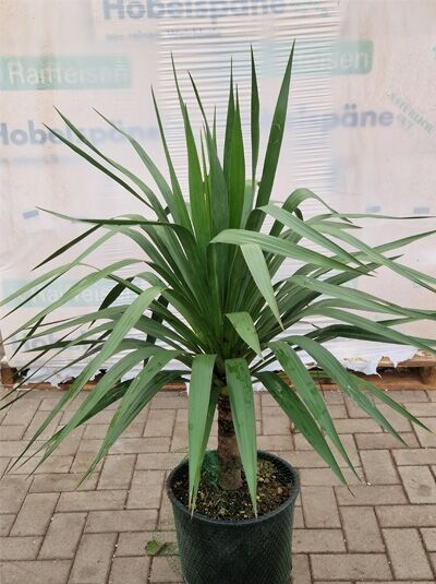 Yucca gloriosa (Kerzen-Palmlilie, Spanischer Dolch) 60–70 cm im C20-Topf, aufrechter Stamm mit schmalen, grünen Blättern