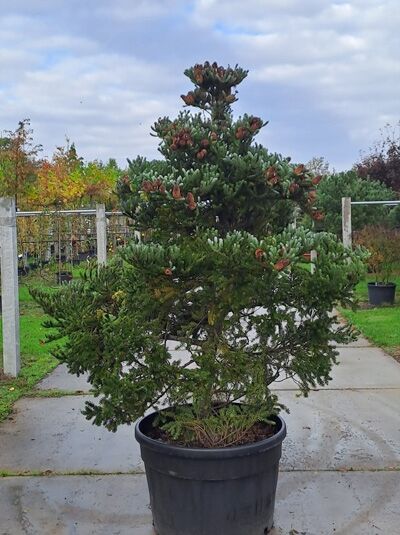 Korea-Tanne ’Silberlocke’ 200 - 225 cm / Abies koreana &#039;Silberlocke&#039; (1567222)
