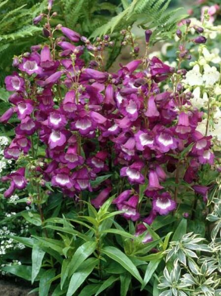 Großblumiger Bartfaden 'Purple Passion' / Penstemon 'Purple Passion'
