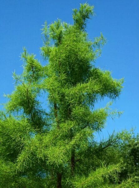 Trauernde Sumpfzypresse (Taxodium distichum 'Pendens') mit hängenden Zweigen und feinen, hellgrünen Nadeln.