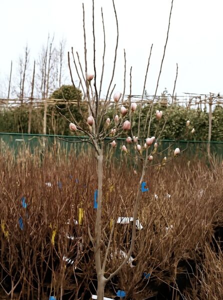 Magnolia soulangiana (Tulpen-Magnolie) 100 cm Stamm C25 mit aufrechten Trieben und rosafarbenen Knospen am Kronenansatz.