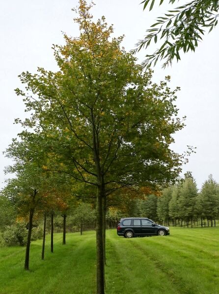 Pflaumenblättriger Weißdorn 'Splendens' (Crataegus persimilis/Crataegus prunifolia) Hochstamm 30–35 StU mit Krone.