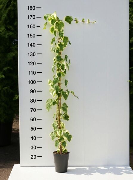 Nordafrikanisches Efeu 'Gloire de Marengo' (Hedera algeriensis), 150-175 cm, C7, Kletterpflanze im Topf mit panaschierten Blättern