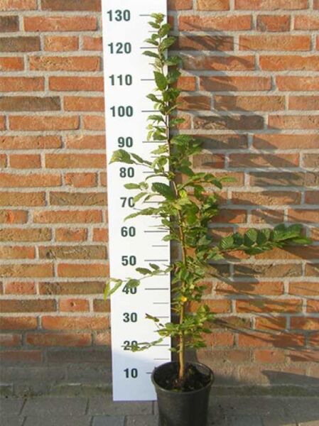 Hainbuche 100-125 (C4) Carpinus betulus