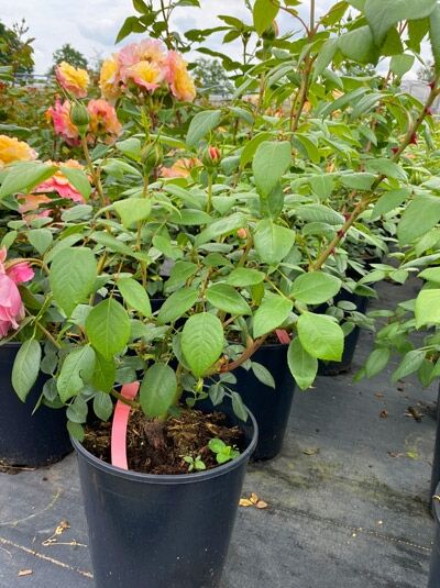 Edelrose Rosa „Schöne Maid“ C5 im Topf, grünes Laub und rosa Blütenknospen zwischen Trieben.