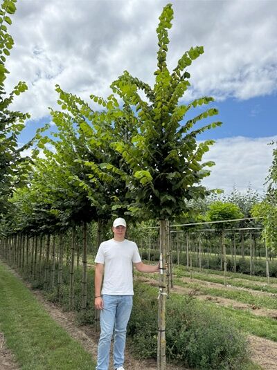 Ulmus laevis / Flatter-Ulme Hochstamm 14-16 StU m. Db., junger Baum mit schlankem Stamm und grüner Krone im Feldanbau