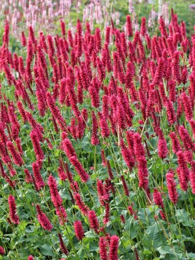 Kerzen-Knöterich 'JS Calor ®' / Bistorta amplexicaulis 'JS Calor ®'