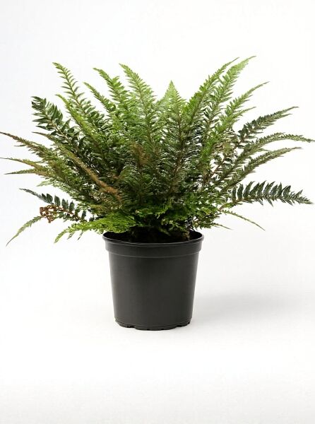 Polystichum tsus-simense (Schmaler Schildfarn) C5 im Topf, dichtes grünes Farnlaub mit schmalen Wedeln.
