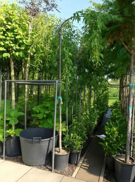 Prunus serrulata 'Kiku-Shidare', Hängende Nelken-Kirsche, Hänge-Zierkirsche Hochstamm 10-12 StU im Container mit hängendem Wuchs