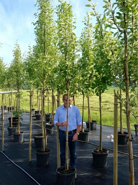 Sorbus aria 'Lutescens' (Gelbfilzige Mehlbeere) Hochstamm 8–10 StU im Container, Baum mit Stamm und grüner Krone im Topf