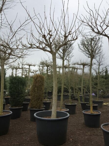 Morus alba 'Macrophylla' (platanifolia), Platanenblättriger Maulbeerbaum, Hochstamm 30-35 StU im Container, unbelaubt