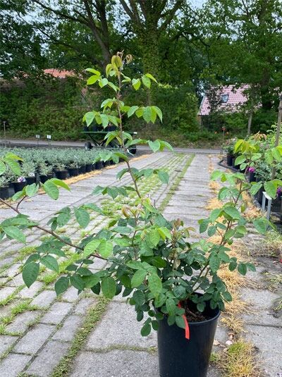 Strauchrose Rosa 'Cardinal de Richelieur' im Topf C5, aufrechter Rosenstrauch mit grünen Blättern und Trieben.