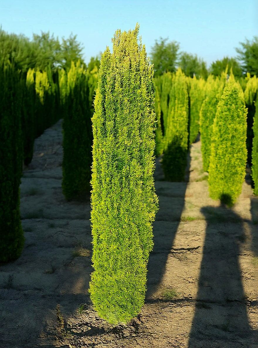 butlers kaktus Cactus Variety | Lexington, KY main image 0