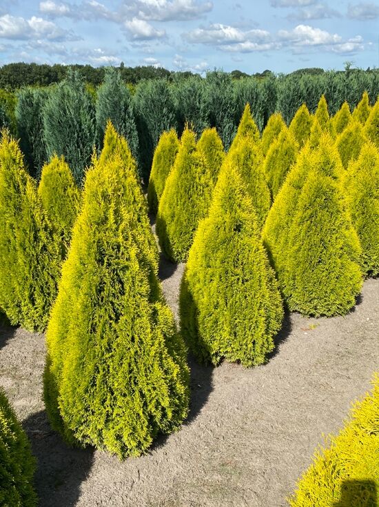 Lebensbaum 'Golden Smaragd' / Goldener Smaragd-Lebensbaum - Thuja  occidentalis 'Golden Smaragd'
