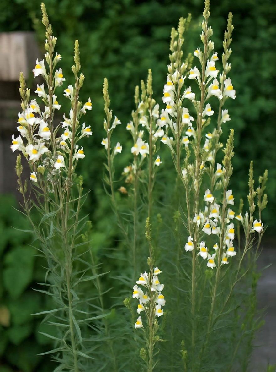 Gestreiftes Leinkraut 'Petra' - Linaria repens 'Petra' - Baumschule  NewGarden