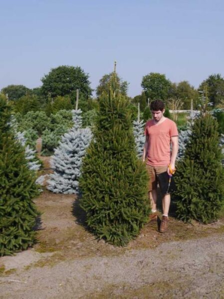 Picea abies 'Columnaris' / Säulen-Fichte, 200-250 cm mit Drahtballen, Solitär, schlank aufrechter Wuchs mit dichtem Nadelkleid.