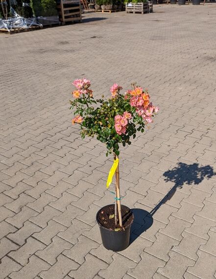 Rosa ‘Rumba’ (Stammrose Rumba), 50 cm Stamm, im Topf C5 mit rosa Blüten und grünem Laub