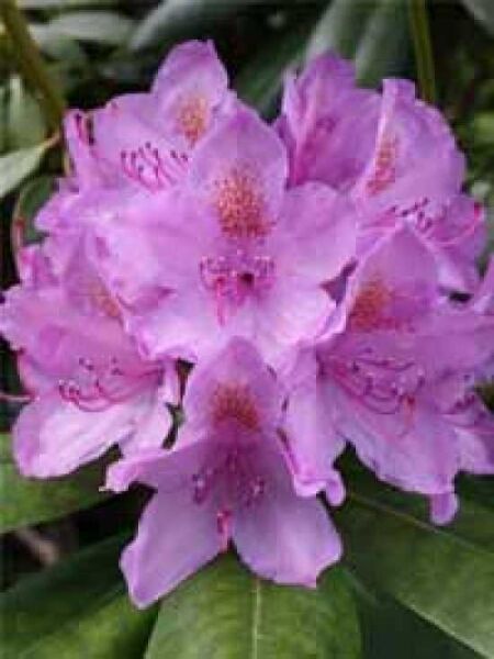 Rhododendron 'INKARHO Catawbiense Grandiflorum' / Rhododendron Hybride 'INKARHO Catawbiense Grandiflorum'