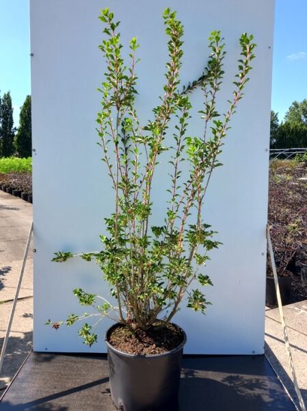 Glockige Prachtglocke Enkianthus campanulatus 'Prettycoat', buschiger Strauch im C20-Topf, 125–150 cm, mit grünen Blättern
